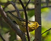 Picture/image of Prairie Warbler
