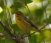 Picture/image of Prairie Warbler