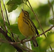 Prairie Warbler