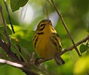 Picture/image of Prairie Warbler