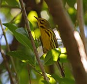 Picture/image of Prairie Warbler