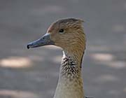 Picture/image of Fulvous Whistling Duck