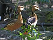 Picture/image of Fulvous Whistling Duck