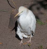 Picture/image of Cattle Egret