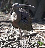 Picture/image of Glossy Ibis