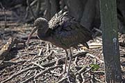 Picture/image of Glossy Ibis