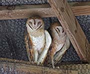 Picture/image of Barn Owl