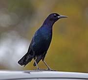Picture/image of Boat-tailed Grackle