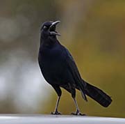 Picture/image of Boat-tailed Grackle