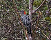 Picture/image of Red-bellied Woodpecker