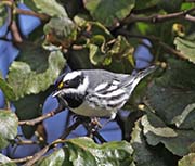 Black-throated Gray Warbler