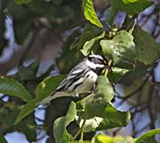 Picture/image of Black-throated Gray Warbler