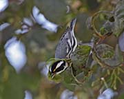 Picture/image of Black-throated Gray Warbler