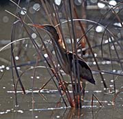 Picture/image of Least Bittern
