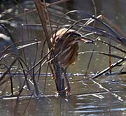 Picture/image of Least Bittern