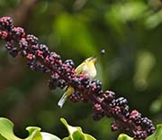 Picture/image of Japanese White-eye