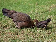 Picture/image of Red Junglefowl