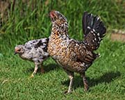 Picture/image of Red Junglefowl