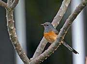 Picture/image of White-rumped Shama