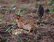 Picture/image of Red Junglefowl