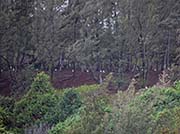 Picture/image of Laysan Albatross