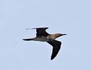 Picture/image of Red-footed Booby