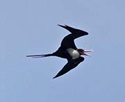 Picture/image of Magnificent Frigatebird
