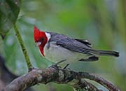 Picture/image of Red-crested Cardinal