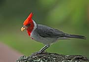 Picture/image of Red-crested Cardinal