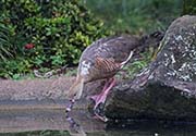 Picture/image of Plumed Whistling Duck