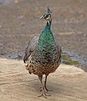Picture/image of Indian Peafowl