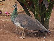 Picture/image of Indian Peafowl