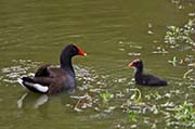 Picture/image of Hawaiian Moorhen