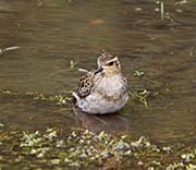 Picture/image of Pacific Golden Plover