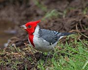 Red-crested Cardinal