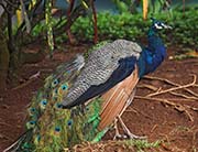 Picture/image of Indian Peafowl