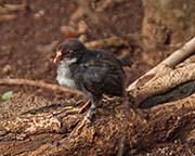 Picture/image of Red Junglefowl