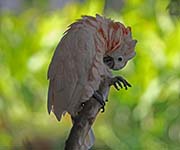 Picture/image of Salmon-crested Cockatoo