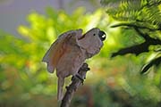Picture/image of Salmon-crested Cockatoo