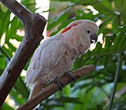 Picture/image of Salmon-crested Cockatoo