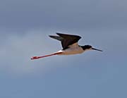 Picture/image of Hawaiian Stilt