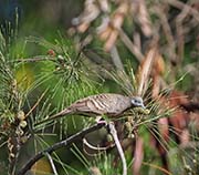 Picture/image of Zebra Dove