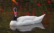 Picture/image of Black-necked Swan