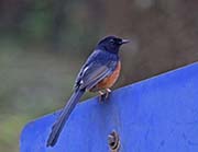 Picture/image of White-rumped Shama