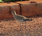 Picture/image of Pacific Golden Plover