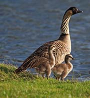 Picture/image of Nene