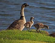 Picture/image of Nene