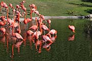 Picture/image of American Flamingo