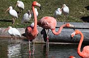 Picture/image of American Flamingo