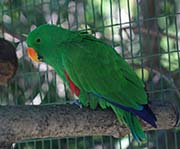 Picture/image of Eclectus Parrot
